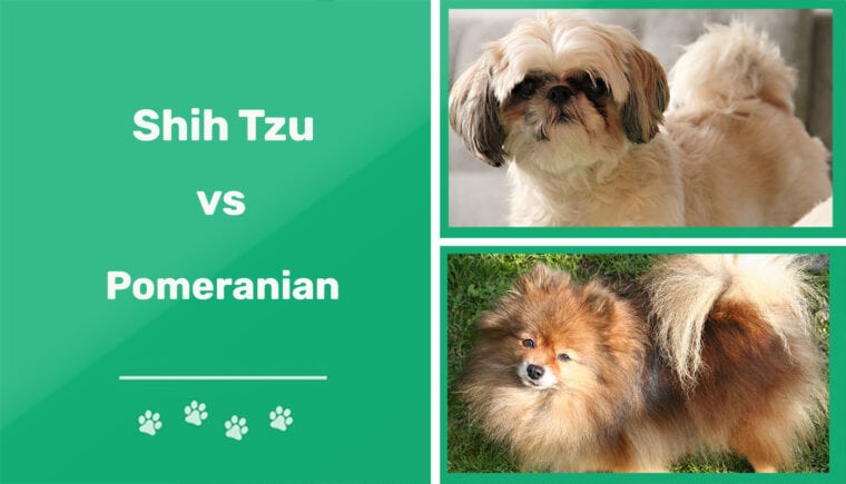 Shih Tzu vs Pomerania