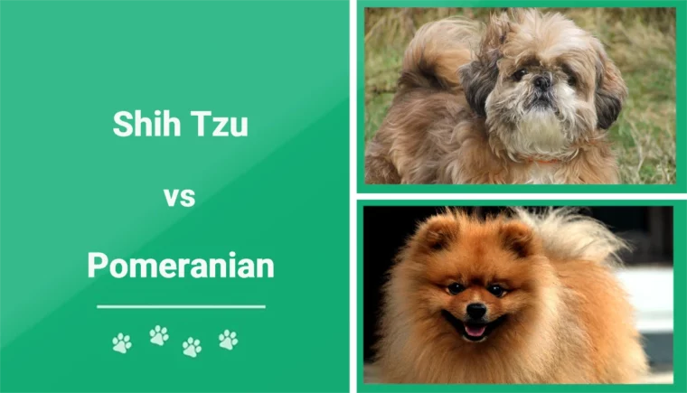 Shih Tzu vs Pomeranian - Featured Image