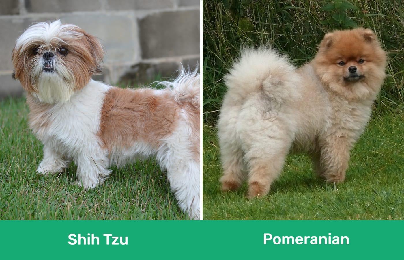 Shih Tzu vs Pomerania uno al lado del otro