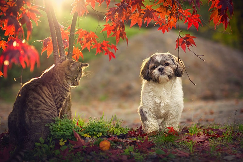 Shih tzu and cat in autumn