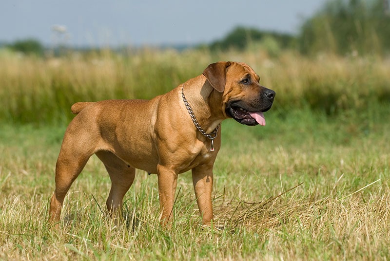 Standing boerboel dog in a summer meadow