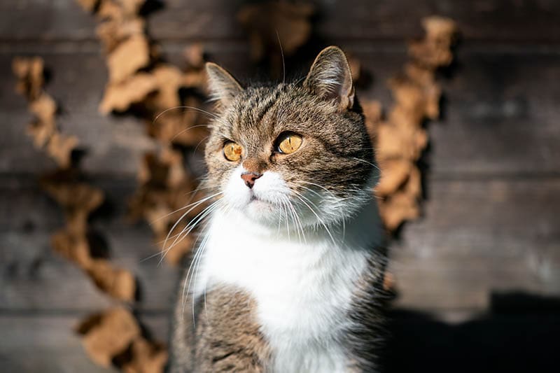 Tabby white british shorthair cat in front of wooden shed looking to the side in sunlight