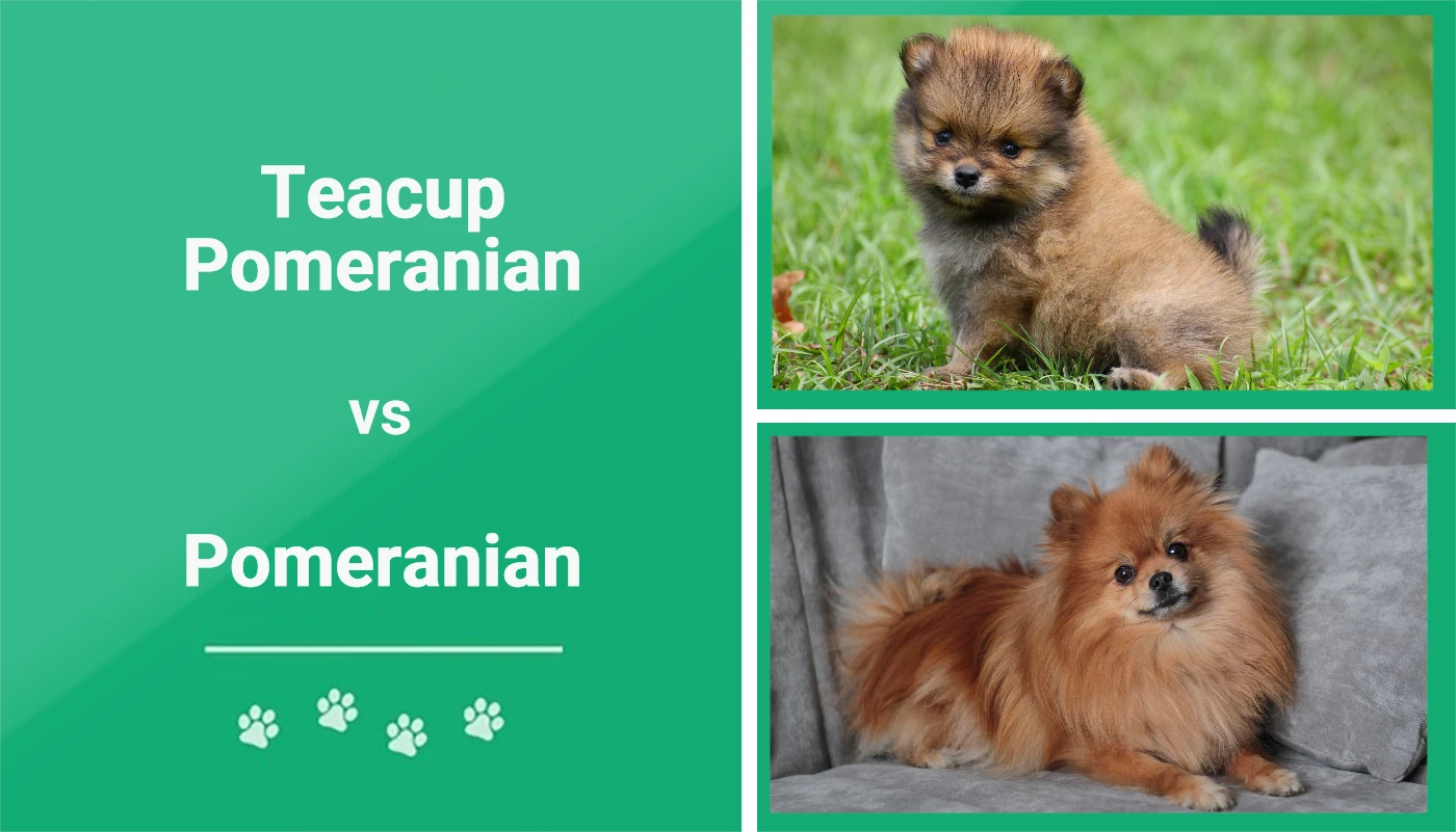 Teacup Pomeranian vs. Pomeranian: The Differences (With Pictures) | Pet Keen