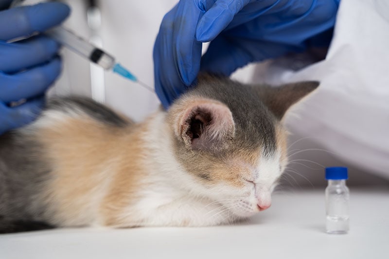 The veterinarian gives the drug to the cat with a syringe