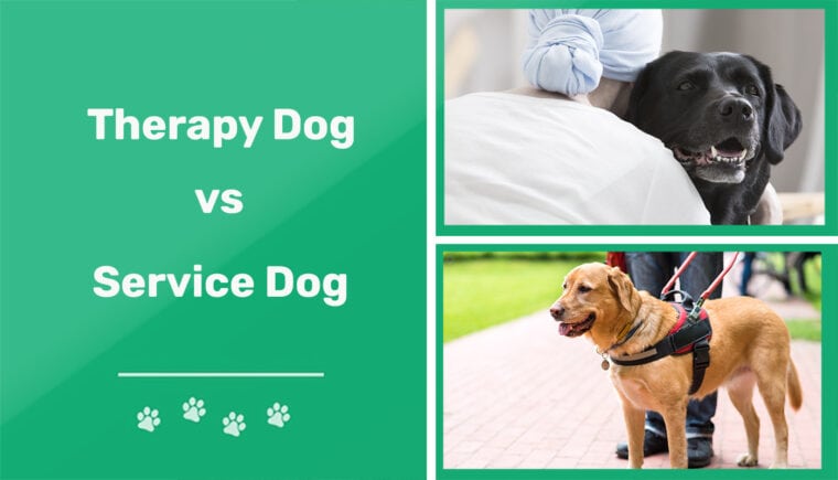 Perro de terapia vs perro de servicio