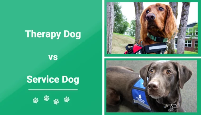 Therapy vs Service Dog - Featured Image