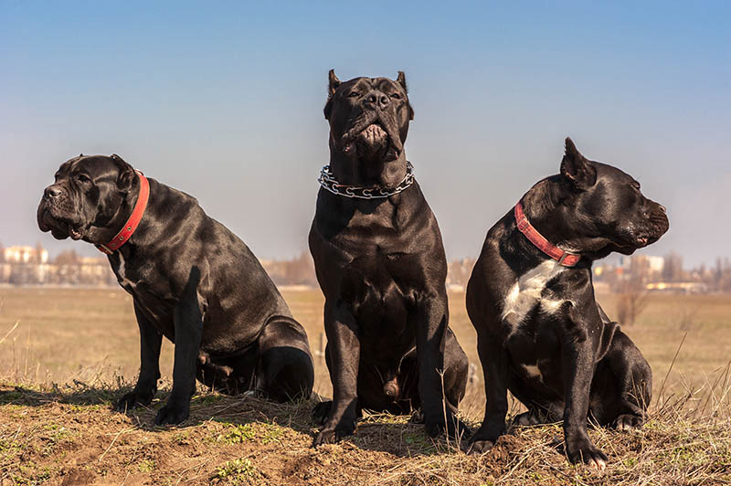 Three Black Cane-Corso dogs sit on the field