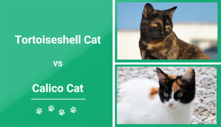Tortoiseshell Cat vs Calico Cat - Featured Image