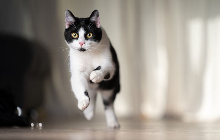 Tuxedo cat running at high speed indoors