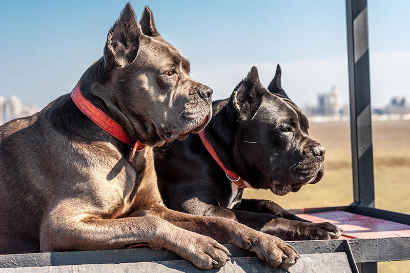 Two cane-corso dogs lie on the field for training, obedience