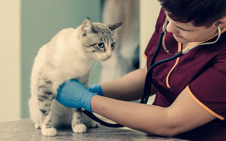 Veterinary doctor measuring heart rate of cute cat