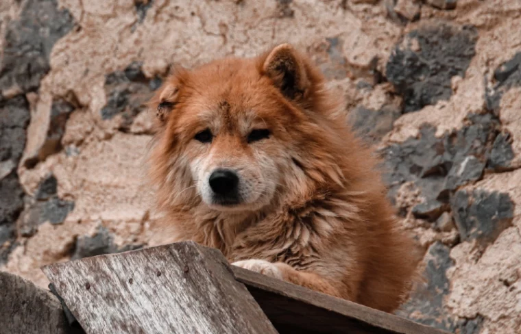 Bobtail Hmong vietnamita o perro de cola atracado