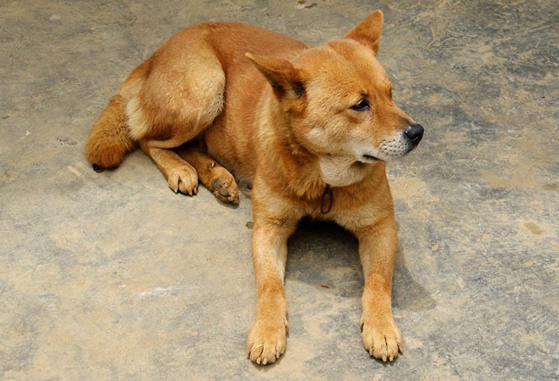 Vietnamese Lai dog puppy