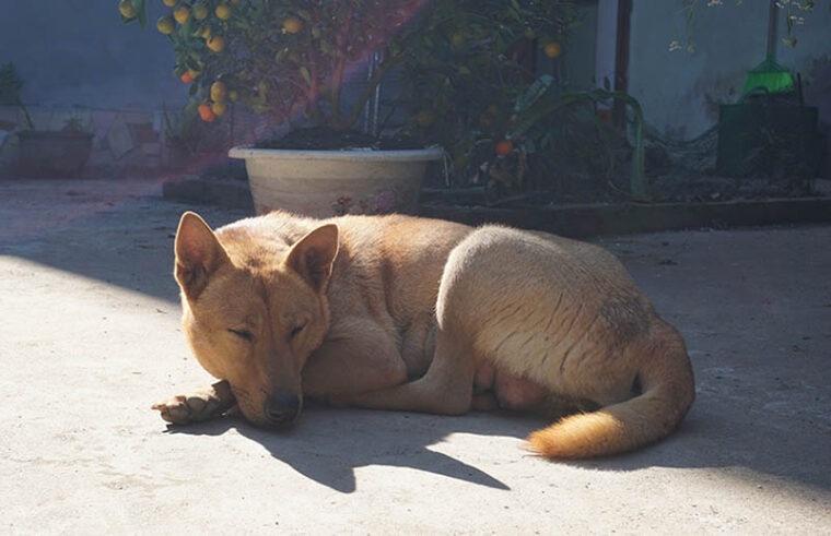 Vietnamese dog sleeping in the yard