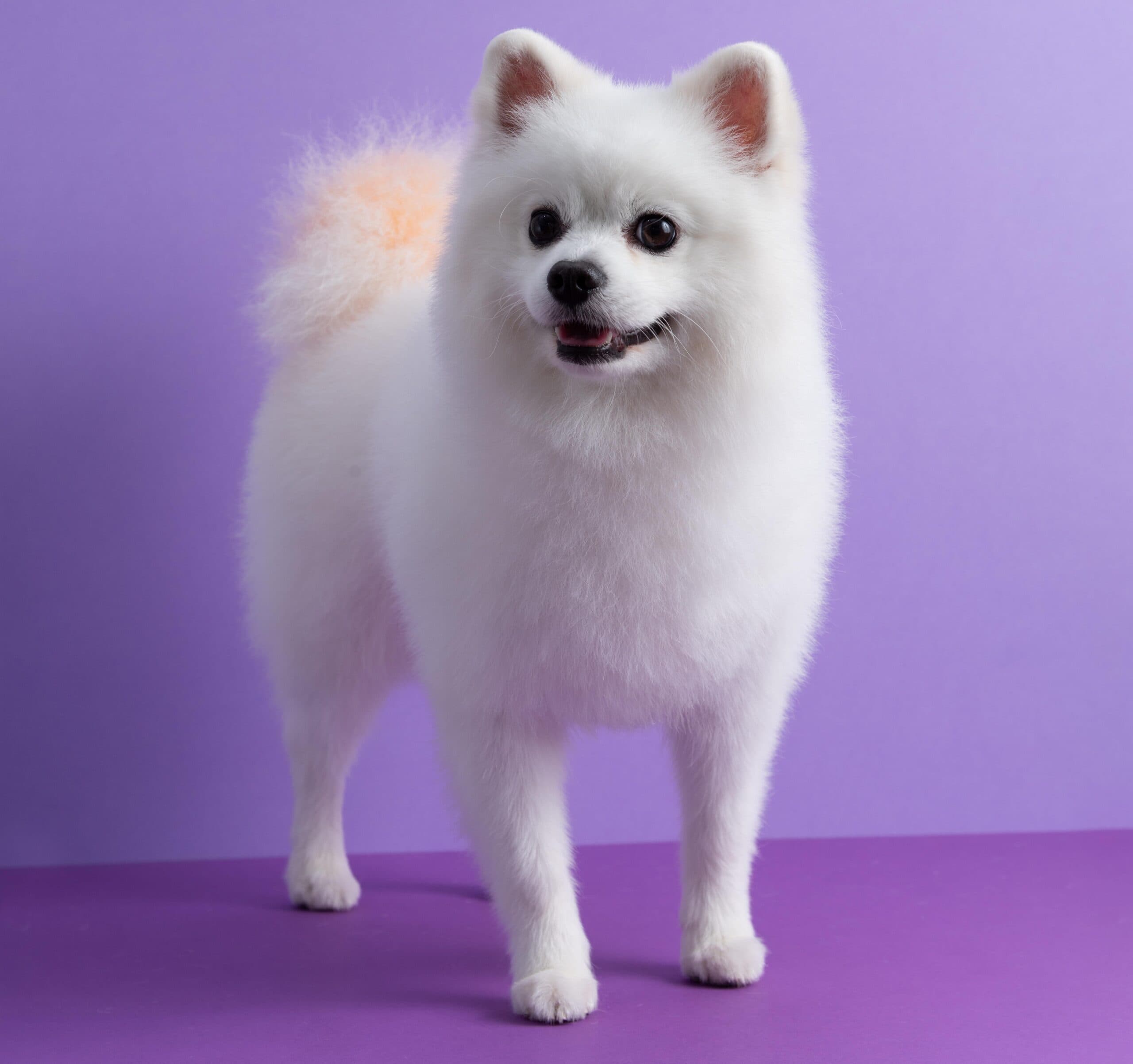 White Pomeranian dog sitting among purple background