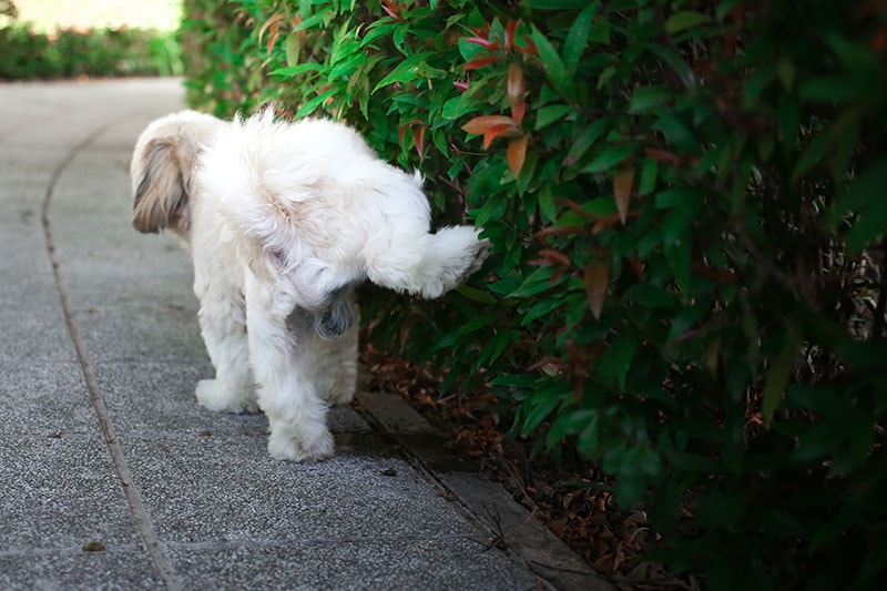 White-brown shih tzu dog pee in the green bush