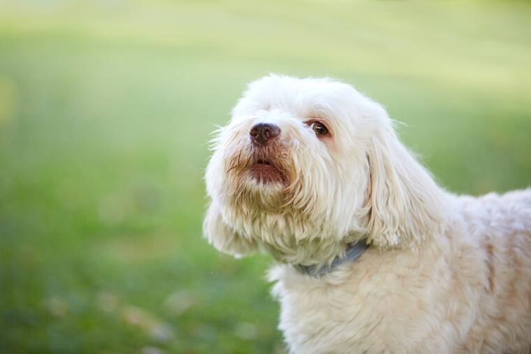 White havanese dog looking before barking and howling