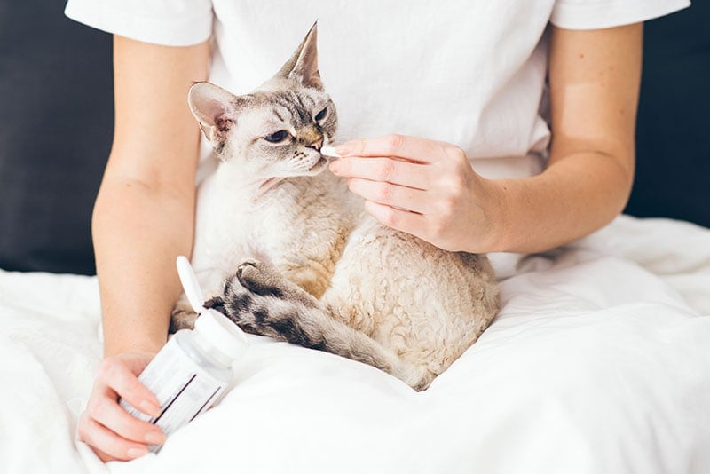 Mujer en casa sosteniendo a su hermoso gato Devon Rex en su regazo y dándole una pastilla