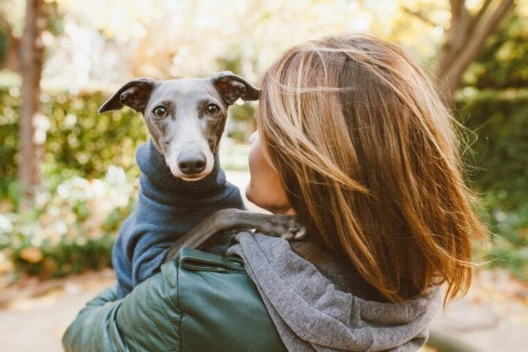 Woman is hugging Italian greyhound puppy