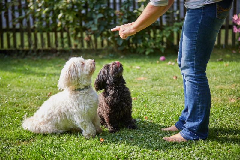 Woman training a white and black havanese dog in the garden