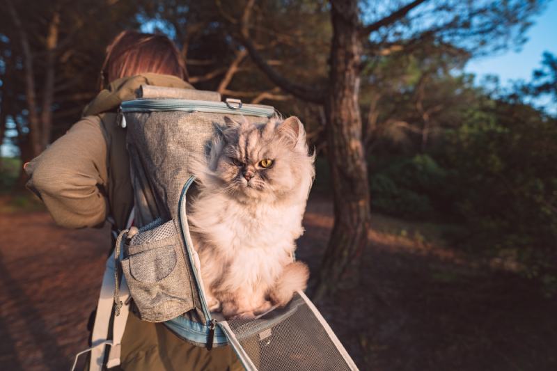 Woman walking in nature with her lovely cat in backpack carrier