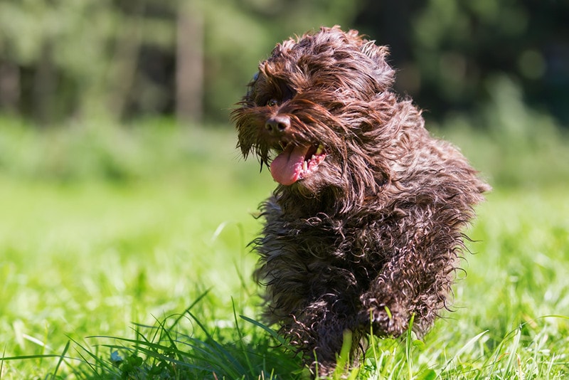 a chocolate havanese dog running in the meadow