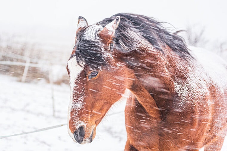a horse in a paddock on a windy winter day