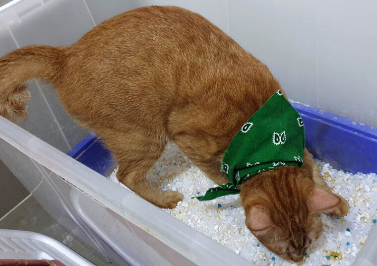 a orange cat wearing green fabric collar using silica sand crystal cat litter inside DIY pet toilet box