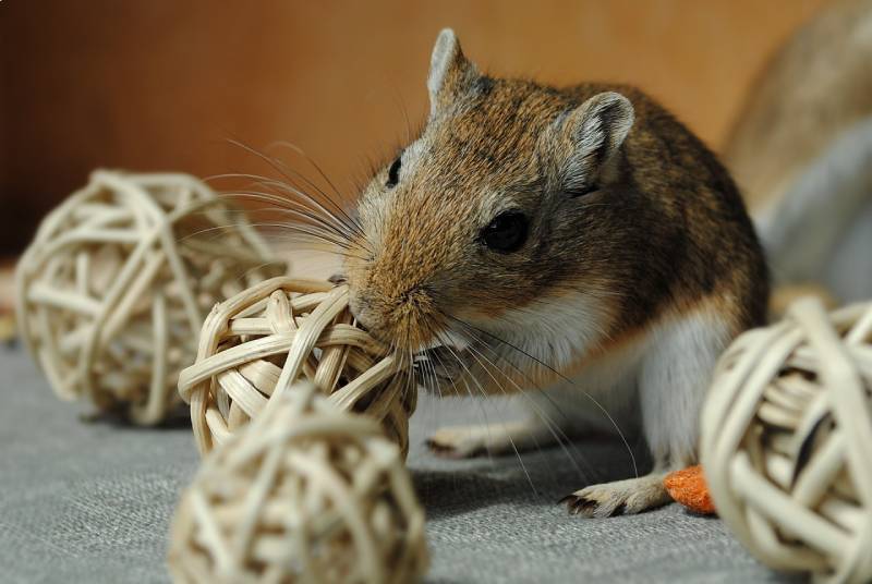 a pet gerbil playing with ball toys