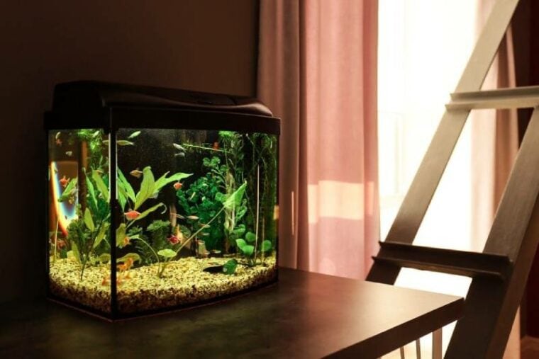 a small fish tank at home