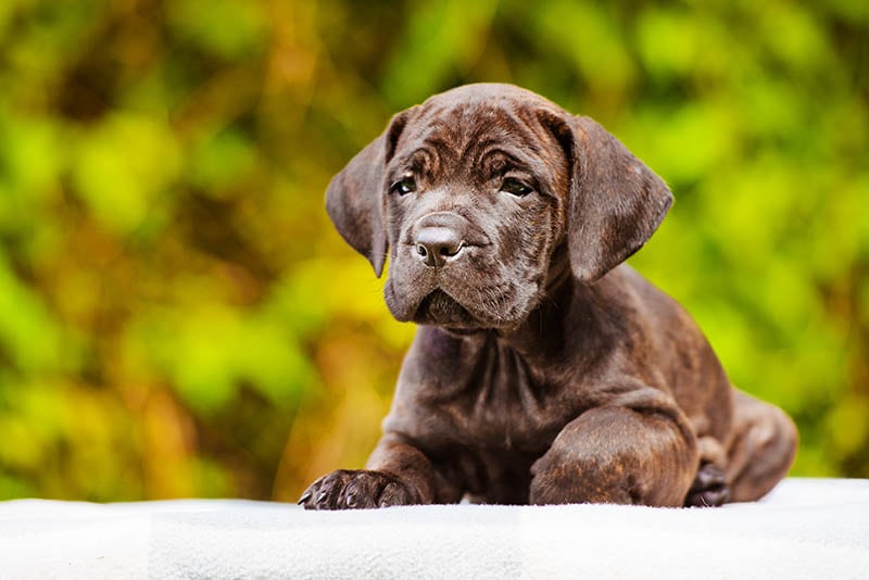 adorable one month old cane corso puppy
