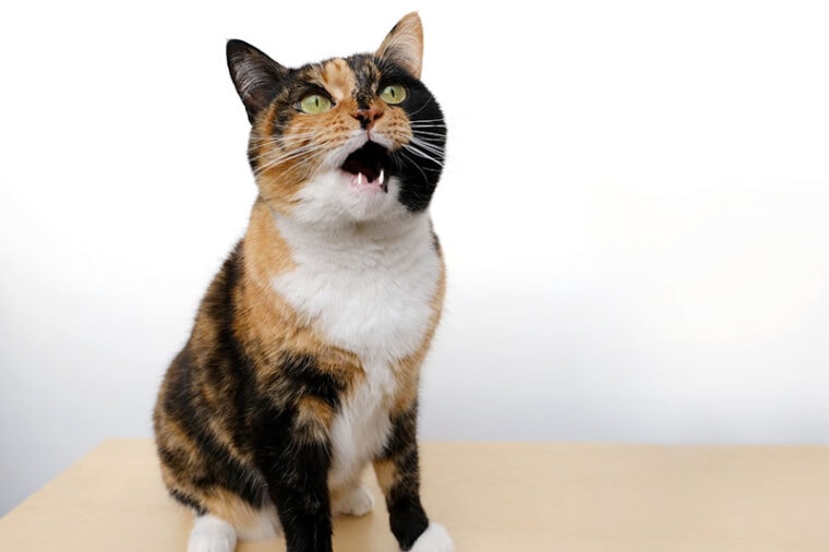 adult domestic tortoiseshell cat with mouth open