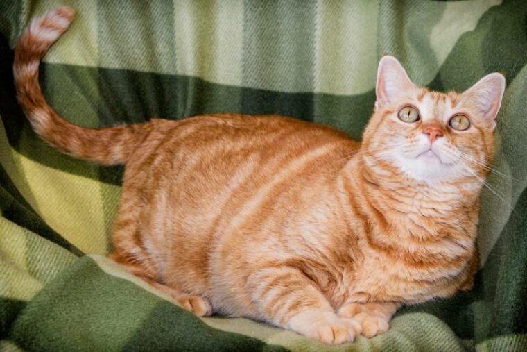 adult orange tabby cat looking up on green blanket wagging tail