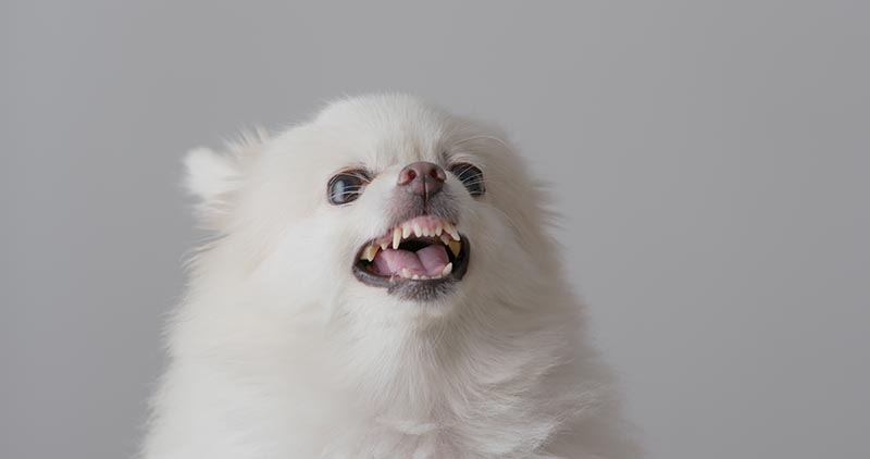 angry white pomeranian dog