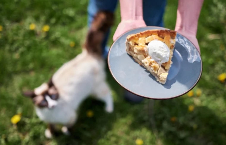 apple pie pictured with a cat in the background