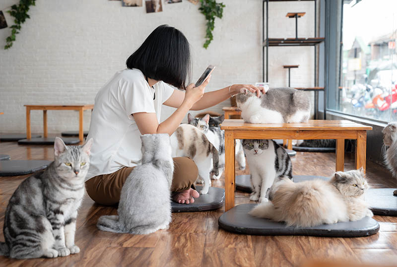 asian woman playing with cats in a cat cafe