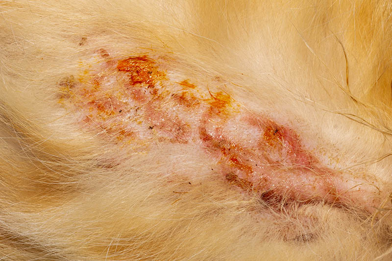 bacterial skin infection pyoderma or lichen on the skin of a red cat
