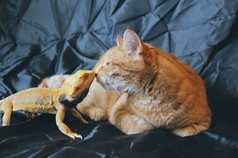 bearded dragon with a cat