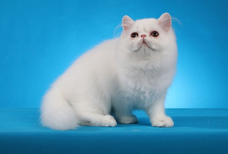 beautiful white persian cat on studio blue background