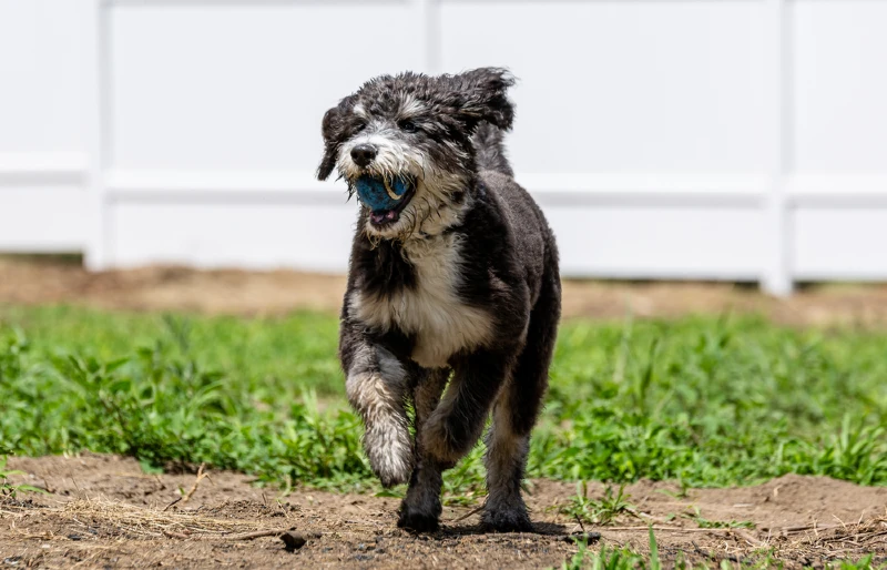 bernedoodle puppy running with toy ball in its mouth