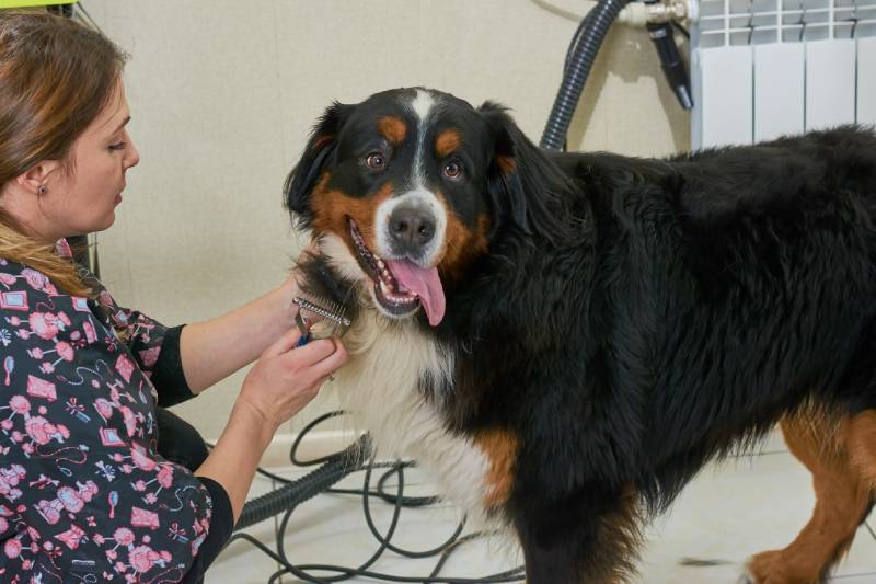 bernese mountain dog being groomed