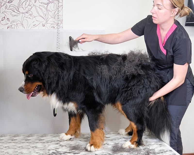 bernese mountain dog in a grooming salon