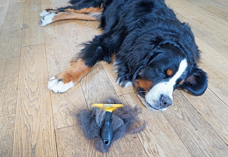 bernese mountain dog lying on the floor beside brush with pile of hair