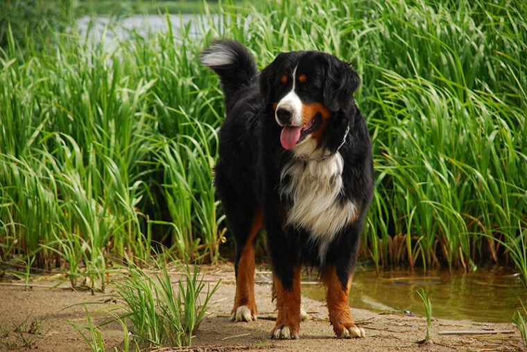 bernese mountain dog near a pond