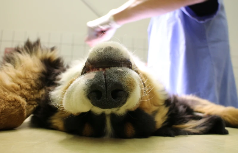 bernese mountain dog puppy being operated on by veterinarian