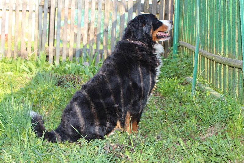 Perro de montaña bernés sentado en el patio trasero