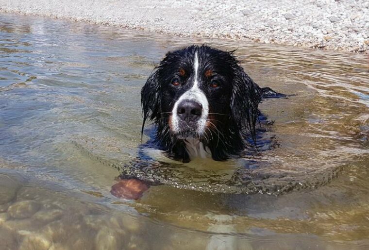 bernese mountain dog swimming in the sea