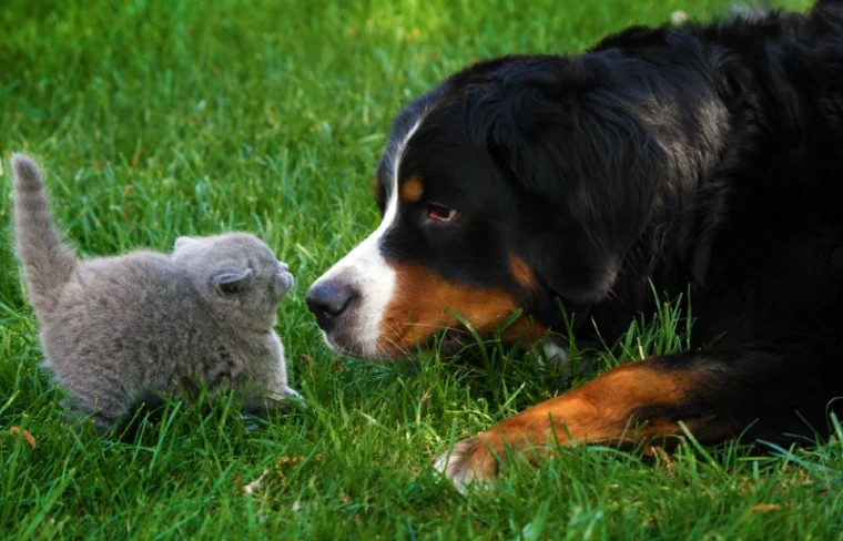 bernese mountain dog with a british short-haired cat