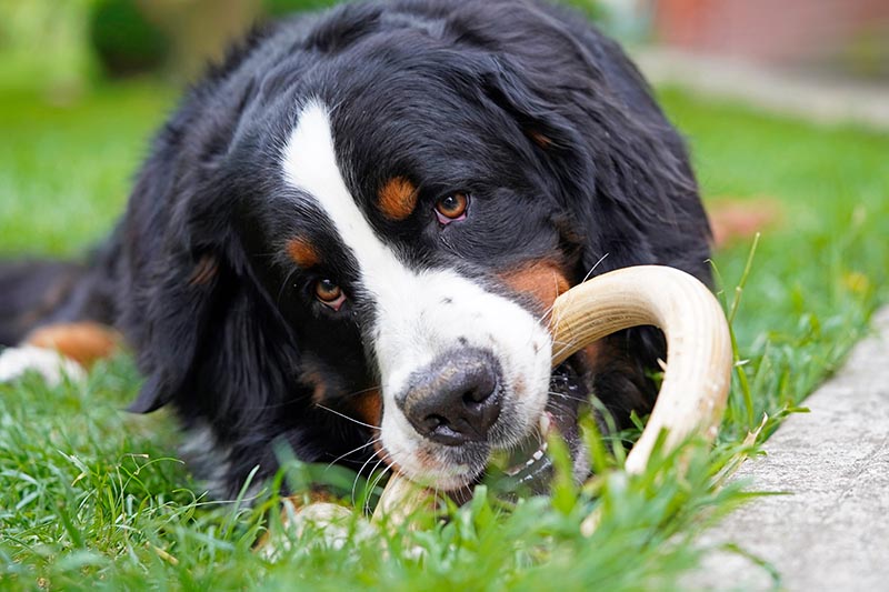 bernese mountain dog playing with his dog