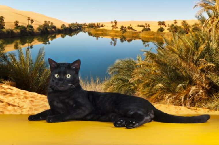 gran gato sabana negro